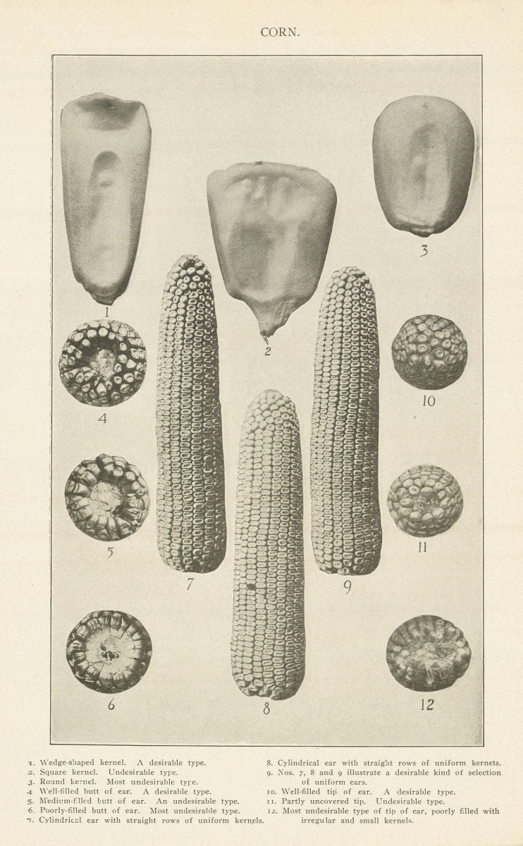 CORN. Wedge-shaped Square Round kernel. butt of ear Cylindrical ear tip 1907